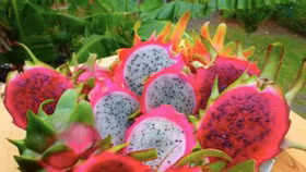 Sốt xuất huyết: Nên dùng thanh long, lá đu đủ