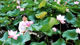 Mỗi mùa sen đi qua, là dư âm để lại