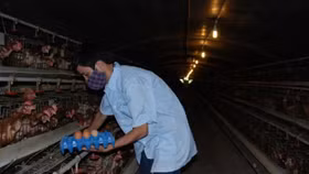 Sau heo, đến lượt trứng gà 'kêu cứu'