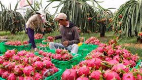 Ngành rau quả Việt Nam xuất siêu 452 triệu USD