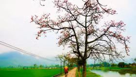 Hoa gạo đẹp mê hồn trong ảnh của "Trùm săn hoa gạo" Trần Xuân Thiều