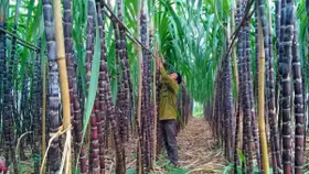 Thành Thành Công - Biên Hòa sẽ chiếm hơn 50% thị phần đường Việt Nam