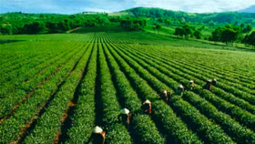 Nghịch lý của giá chè Việt Nam xuất khẩu