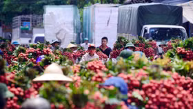 Vụ vải 2018, Bắc Giang thu 5.775 tỷ đồng