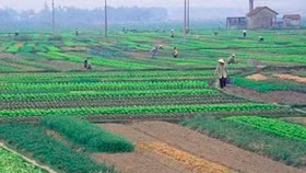 TPHCM đề nghị được chuyển đổi 26 ngàn ha đất nông nghiệp