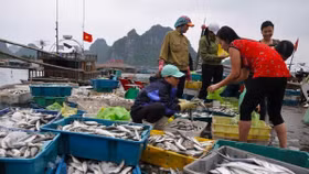 Hải sản Việt Nam bị 'thẻ vàng' thêm 6 tháng