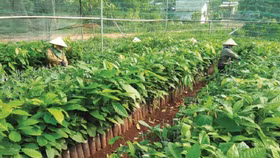 Nông nghiệp Việt Nam vẫn còn dư địa để bứt tốc