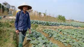 Việt Nam từ 'dư thừa sử dụng' sang 'khủng hoảng sử dụng' thuốc BVTV