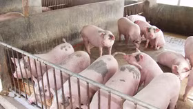 Vì sao giá lợn hơi tăng nóng rồi lao dốc?