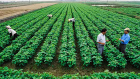 Thủ tướng bãi bỏ 11 văn bản về lĩnh vực nông nghiệp