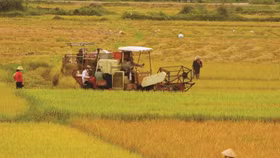 Nghị quyết trung ương 5: Tái cơ cấu nông nghiệp, giảm lúa tăng màu