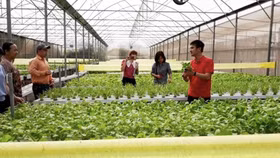 Hơn 60 HTX sản xuất theo tiêu chuẩn VietGAP