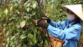 Giá hồ tiêu Việt Nam chạm đáy thấp nhất trong vòng 6 năm