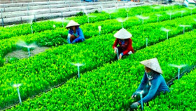 Loay hoay giải bài toán niềm tin cho nông sản sạch