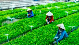 Loay hoay giải bài toán niềm tin cho nông sản sạch