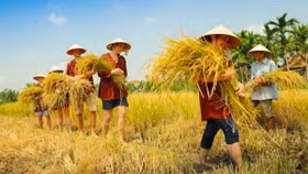 Khách Tây thích cưỡi trâu, cấy lúa và sức hút của du lịch nông nghiệp