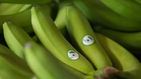 Thaco tiếp tục mua 5 triệu cổ phiếu HNG