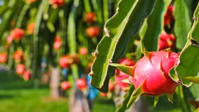 Thaco muốn nâng sở hữu tại HAGL Agrico lên 36%