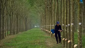 Cao su Phước Hòa bán 2,8 triệu cổ phiếu quỹ