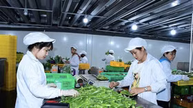 Thủ tướng đồng ý dừng thanh tra Vinamit