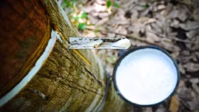 Giá cao su tiếp tục giảm mạnh về 246,3 JPY/kg, vàng lao dốc