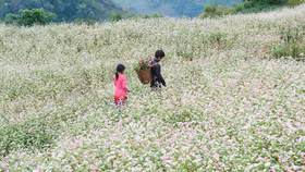 Sắp diễn ra Lễ hội hoa tam giác mạch Hà Giang 2022