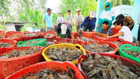 Xuất khẩu tôm sang Mỹ và Trung Quốc giảm mạnh