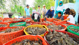 Xuất khẩu tôm sang Mỹ và Trung Quốc giảm mạnh