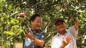 Trồng mắc ca lấy “hạt nữ hoàng quả khô”, nông dân Bình Định thu bộn tiền