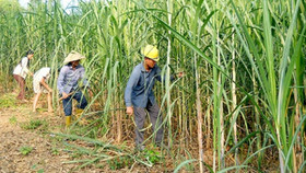 Bộ Công Thương quyết định điều tra áp dụng biện pháp chống lẩn tránh biện pháp PVTM đối với sản phẩm đường mía