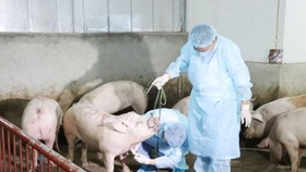 Giá lợn hơi ngày 7/6: Biến động không đáng kể