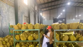 Giá sầu riêng tăng cao, Lâm Đồng cảnh báo "được mùa mất giá"