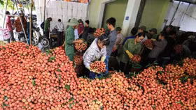 Gần 100.000 tấn vải thiều của Bắc Giang và Hải Dương đã được tiêu thụ