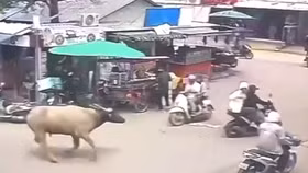 Người dân hoảng loạn khi trâu “điên” tàn phá chợ
