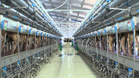 TH true MILK và quy trình vắt sữa “kín hoàn hảo”