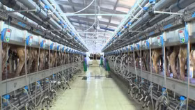 TH true MILK và quy trình vắt sữa “kín hoàn hảo”
