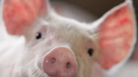 Giá lợn hơi ngày 22/6: Tiếp tục tăng từ 1.000 - 2.000 đồng/kg