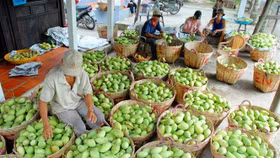 Người trồng thua lỗ do giá xoài giảm giá.