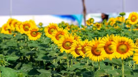 Vườn hướng dương 12.000m2 tại Van Phuc City mở cửa miễn phí