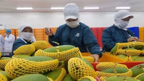 Xuất khẩu rau quả Việt Nam đặt mục tiêu 4 tỷ USD trong năm 2023