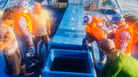 Cảnh sát biển bắt giữ một tàu biển chở khoảng 100.000 lít dầu DO bất hợp pháp trên vùng biển Côn Đảo