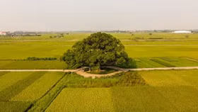 Khám phá điểm check-in siêu đẹp tại cây muỗm hơn 600 năm tuổi ở Bắc Ninh