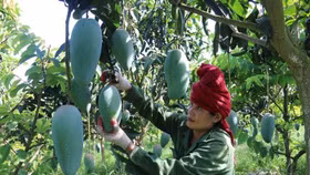 Bộ Công Thương nêu 7 nhiệm vụ phát triển thương mại miền núi, vùng sâu, vùng xa và hải đảo