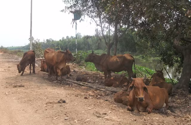 Dự án tỷ đô hoang tàn, Berjaya vung tiền làm xổ số điện toán ảnh 6