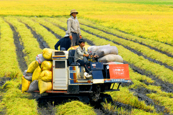 Vốn trung và dài hạn cho phát triển chăn nuôi đang thiếu và yếu