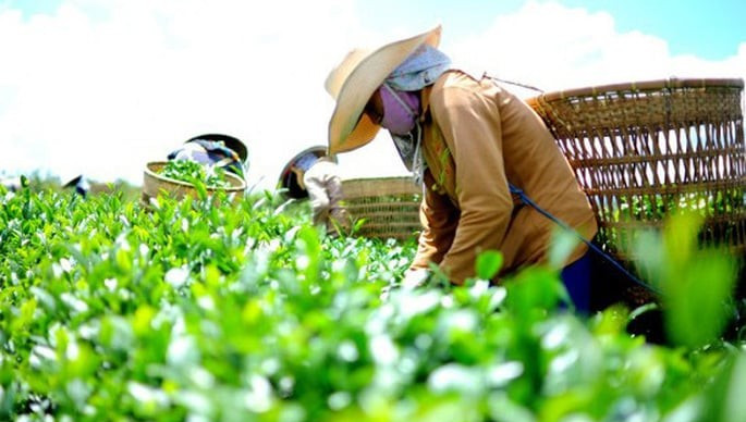 Bộ Công Thương vào cuộc tháo gỡ gần 500 container bị ách tắc tại Pakistan