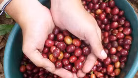 Giá nông sản hôm nay (26/10): Giá cà phê tiếp tục giảm, hồ tiêu neo ở 140.000 đồng/kg