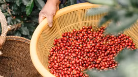 Giá nông sản hôm nay (23/10): Giá cà phê tiếp tục giảm, thịt lợn dao động trong khoảng 46.000 - 52.000 đồng/kg