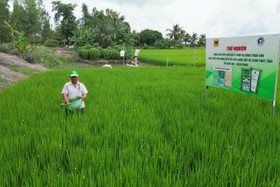 Việc sử dụng phân bón Đầu Trâu Bio - Canxi đã cải thiện rõ rệt các chỉ tiêu lý hóa học của đất
