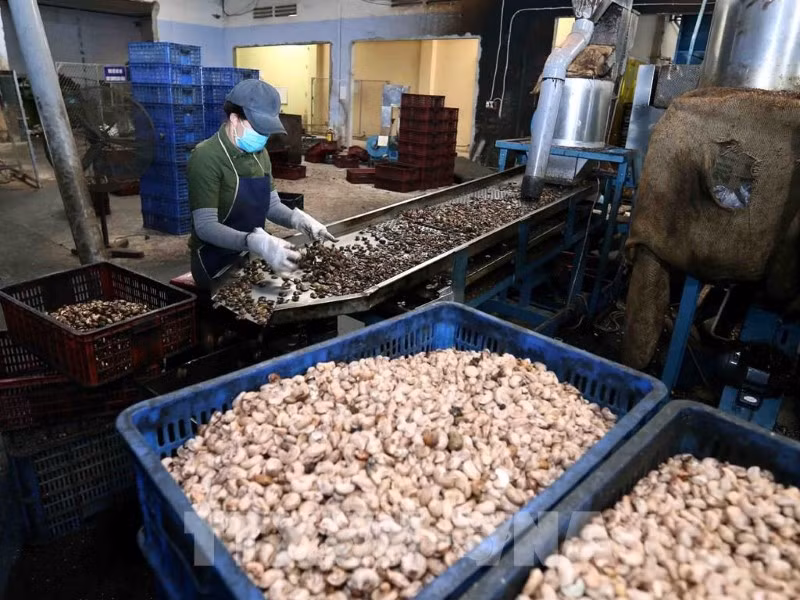 xuất khẩu điều